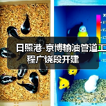 日照港-京博输油管道工程广饶段开建（图1）