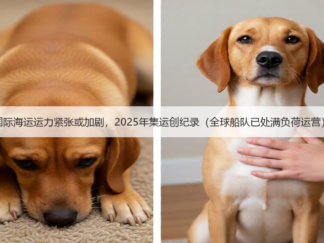国际海运运力紧张或加剧,2025年集运创纪录(全球船队已处满负荷运营)(图3) 国际海运运力紧张或加剧,2025年集运创纪录(全球船队已处满负荷运营)(图3)