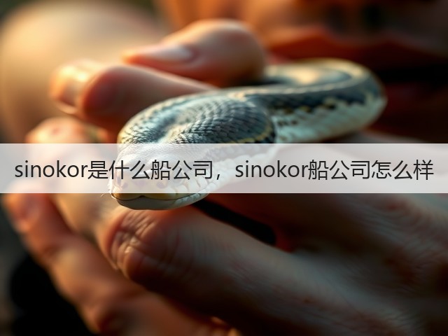 sinokor是什么船公司，sinokor船公司怎么样(图2)